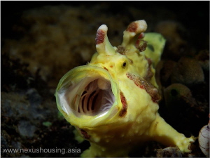 Frogfish by Gregory Sin 